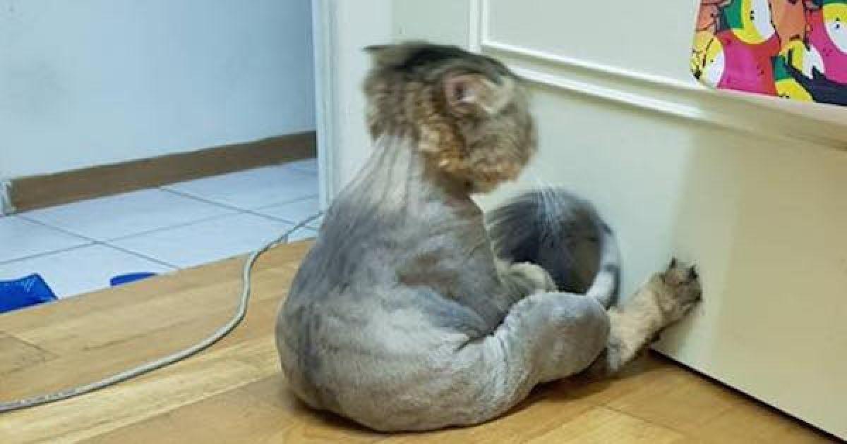 新手给猫剃毛会不会出事？