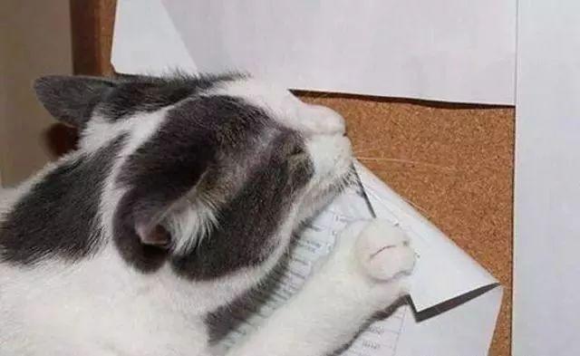 猫咪突然乱尿是报复主人吗? 猫咪突然乱尿是报复主人吗?