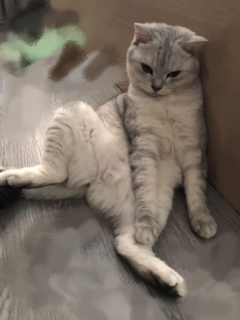 猫咪一顿到底该喂多少才不伤胃？