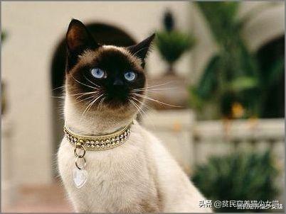 猫咪蛋蛋变黑是生病了吗？