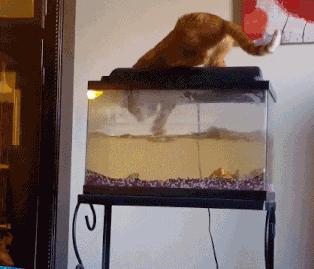 猫咪偷吃蛋白会不会出事？