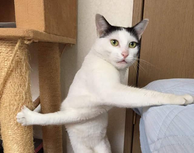 QQ3EV到底是个啥？为啥新手都在问这个？