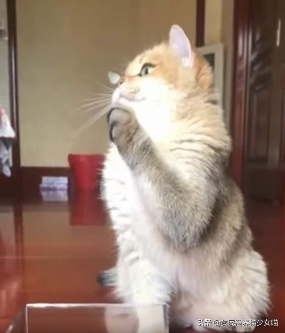 新手玩罗森文真的会摔手柄吗？