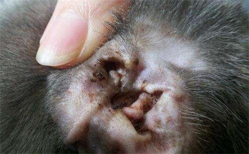 QQ308：小型车市场的经典选择，为何依然值得关注，它的优缺点有哪些？