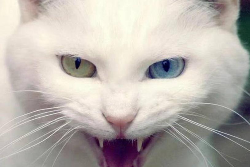 奥迪A7：轿跑美学与科技融合的典范，豪华与性能如何兼得？