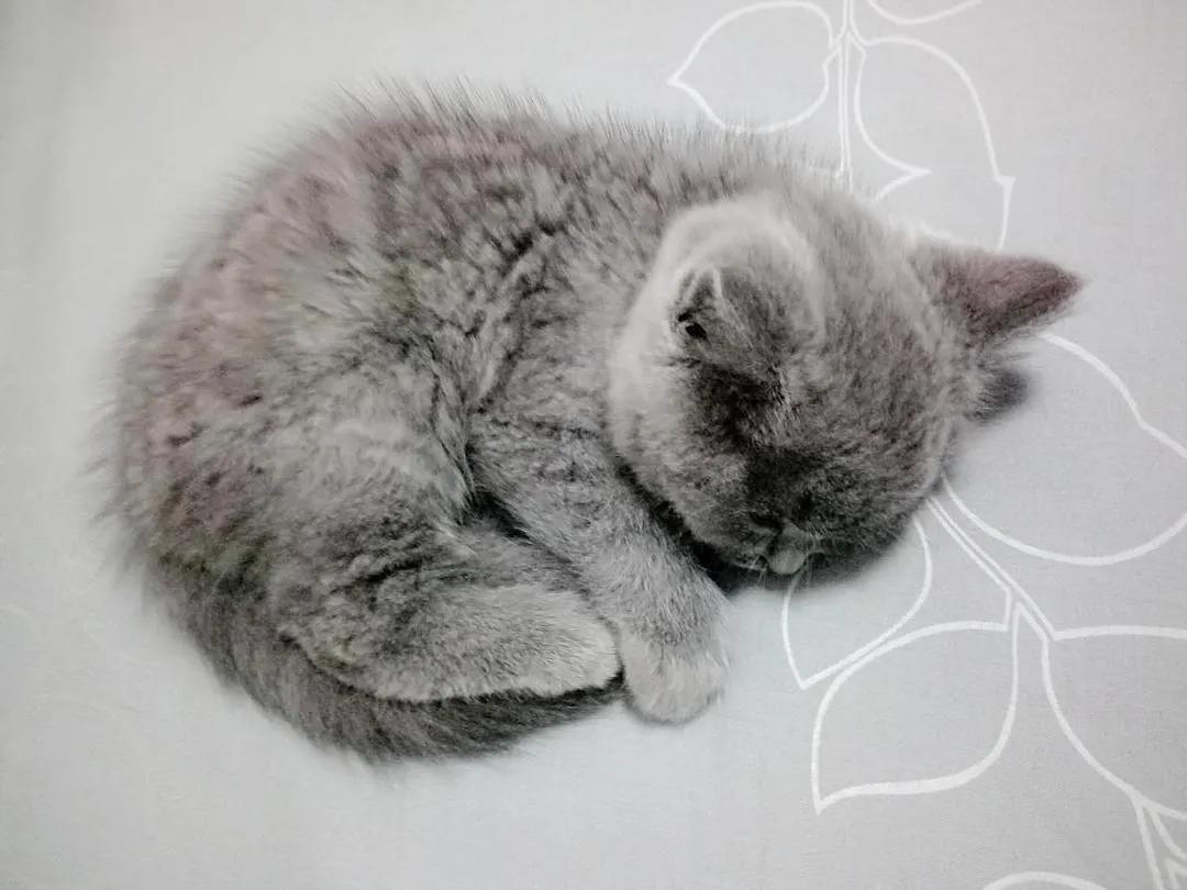 猫咪每天到底要睡多久才算正常？