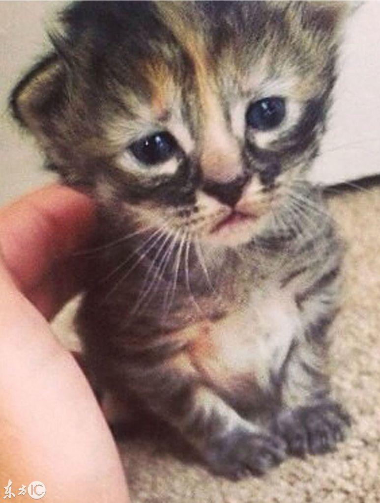 如何用猫咪表情包成为聊天室人气王？