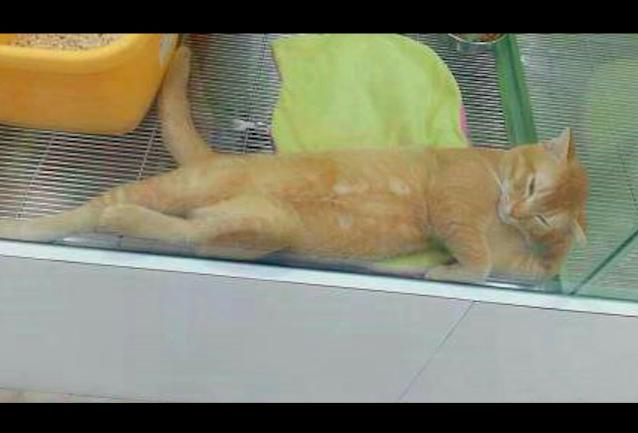 纳智捷大7到底怎么样？油耗高车主哭晕 实测数据避坑指南每公里省0.5元