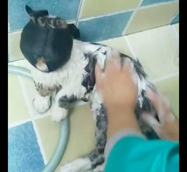 梦见给猫咪洗澡到底在暗示什么？