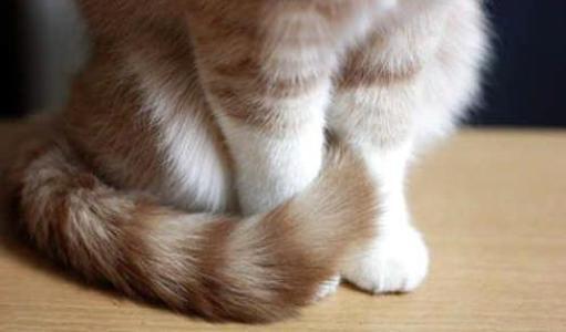 猫咪突然拉稀带血是怎么回事？