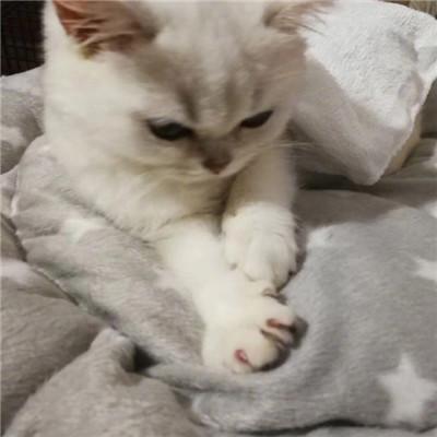 零基础也能跳出超萌的小猫咪舞蹈吗？