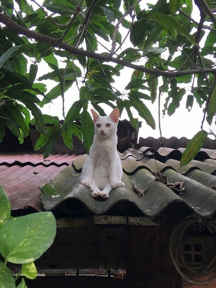 众泰T600S:自主品牌SUV的黑马,外观与性能能否兼得? 众泰T600S:自主品牌SUV的黑马,外观与性能能否兼得?