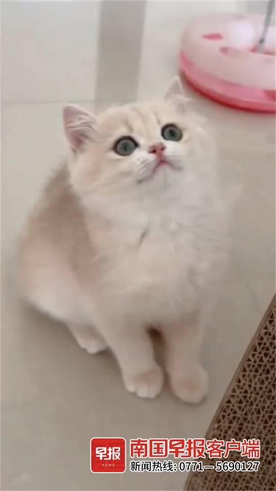 网上那些萌猫视频到底是从哪找的？