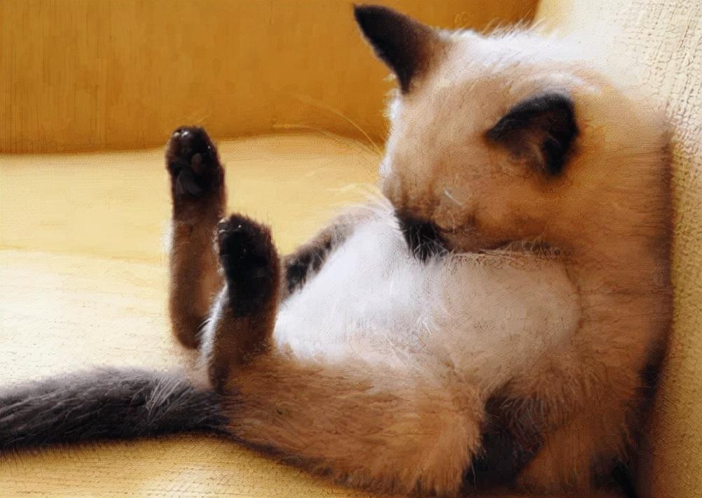 猫咪吐黄水该喂什么药？