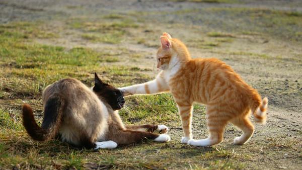 小猫刚到家就要挨针？疫苗到底该什么时候打？