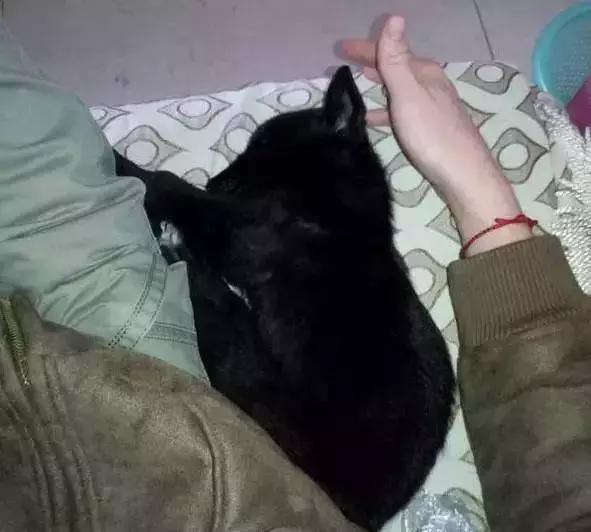 猫咪发抖就是生病了？新手铲屎官必看真相！