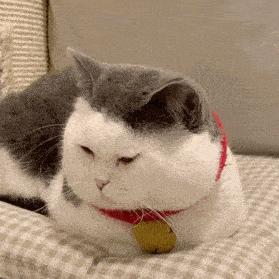 你家猫主子真的需要定期换猫粮吗？