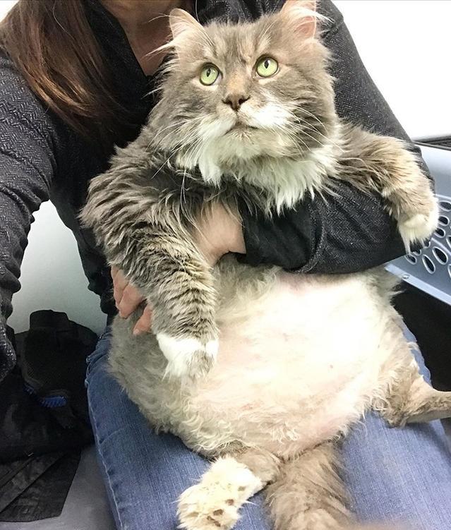 你家猫咪最近有没有这些异常表现？