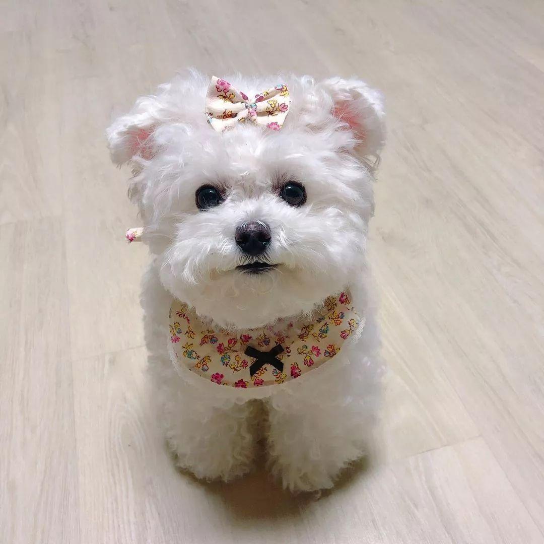 你家主子到底在玩什么？这些玩具秘密铲屎官必须知道！