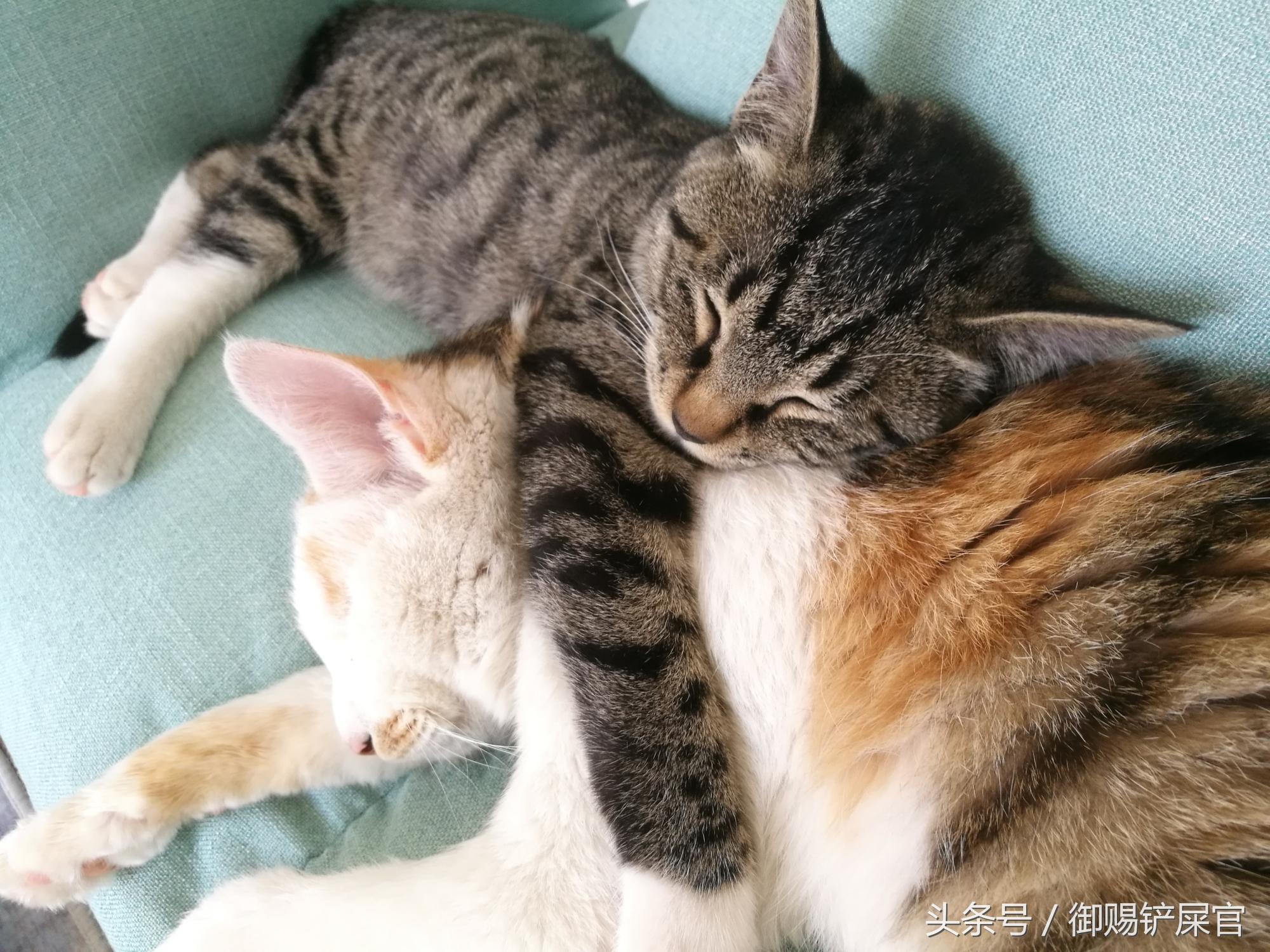 你家主子是睡神转世吗？