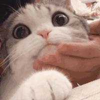 猫咪下巴变黑是得了什么怪病吗？