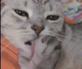 梦见猫咪打架就是家里要吵架?别被忽悠了! 梦见猫咪打架就是家里要吵架?别被忽悠了!