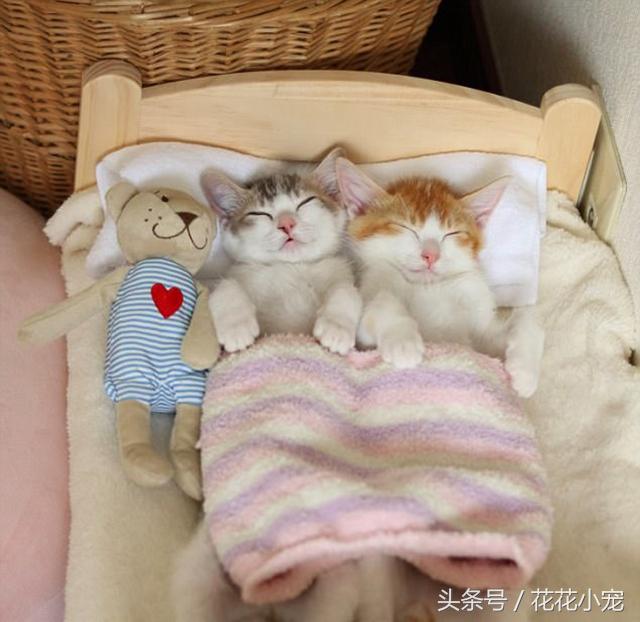 抱猫咪的情侣头像到底怎么拍才不翻车？