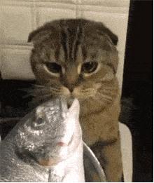 猫咪嘴巴总有一股鱼腥味是怎么回事？