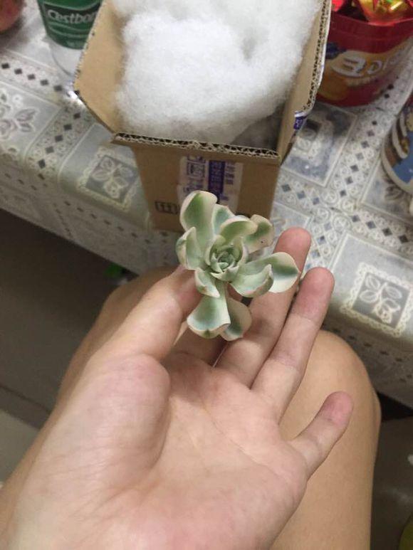 梦见腿上虫子被扯出来:2025年危机预警与转运指南 梦见腿上虫子被扯出来:2025年危机预警与转运指南