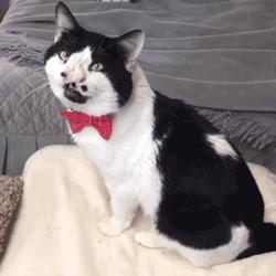 在波士顿生活不会用华人论坛？手把手教你避坑！