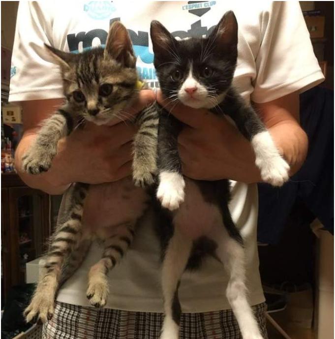 你家猫咪到底几岁才算真成年? 你家猫咪到底几岁才算真成年?