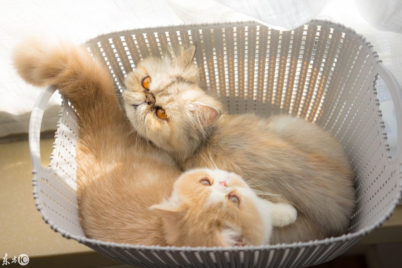 猫咪眼屎多、便秘是 上火 吗?新手必看避坑指南! 猫咪眼屎多、便秘是 上火 吗?新手必看避坑指南!