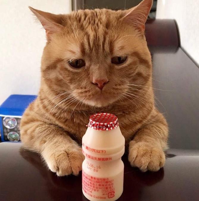 怎么让自家猫主子拍出能过审的舞蹈考级视频？