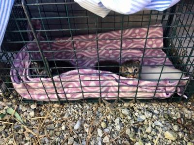 怀孕真能靠算命算出男女吗？