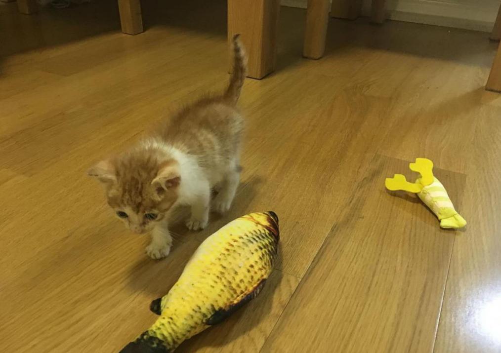 你家猫咪真的需要网上交友吗？