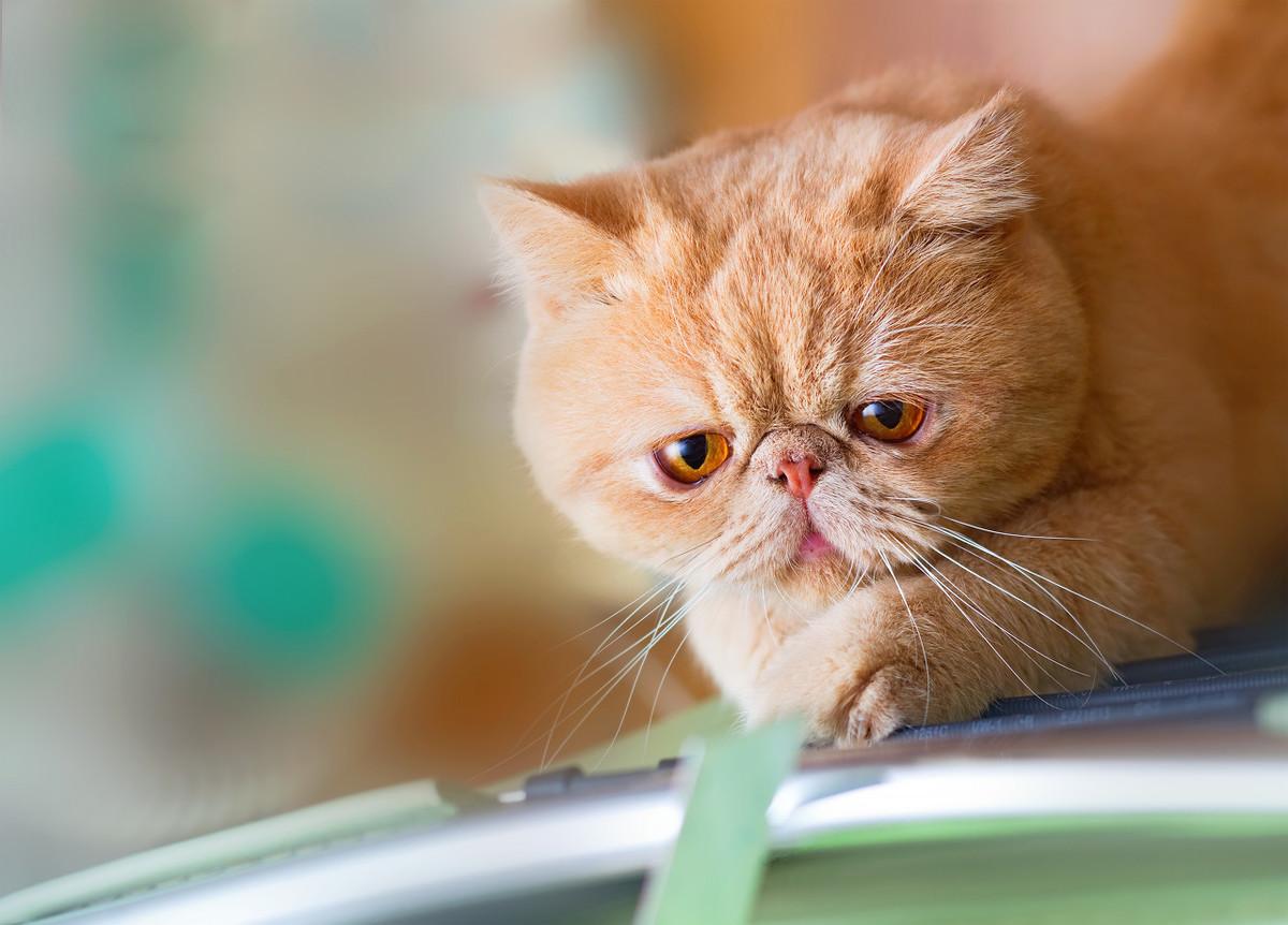 新手养猫第一课：如何一眼分清主子品种？