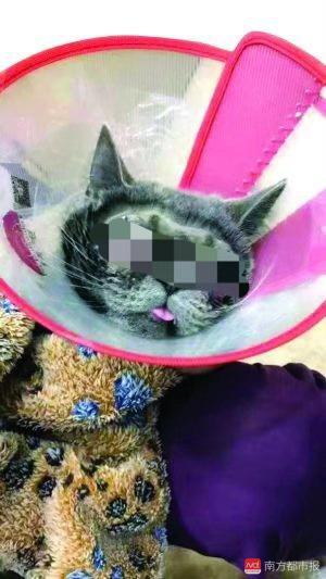 给猫做手术到底要花多少钱？