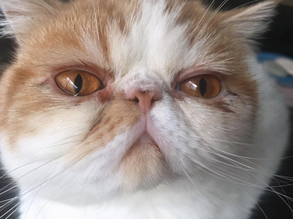 猫咪嘴巴发臭流口水是上火吗? 猫咪嘴巴发臭流口水是上火吗?