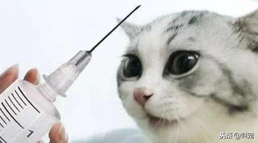 养猫还是养狗更容易让新手崩溃？