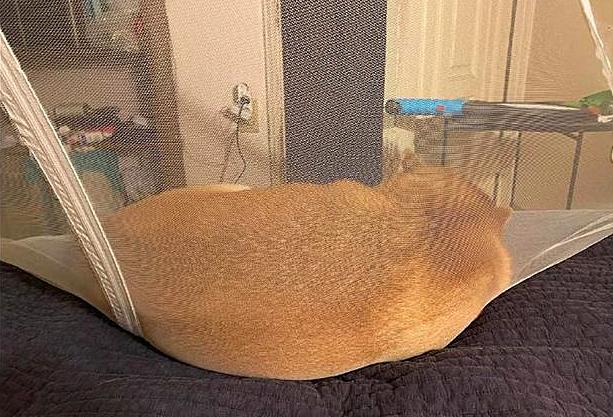 猫咪真的会被蚊子咬吗？铲屎官必看的防护指南