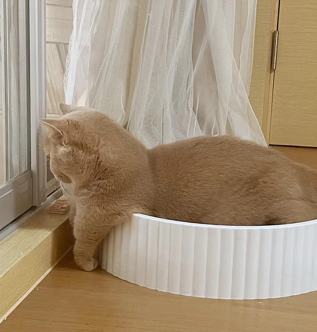 猫咪整天趴着是生病了还是懒得动？