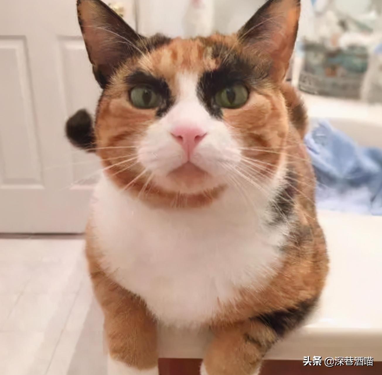 梦见羊群是仙家托梦吗？2025解梦数据揭秘三大命运转折