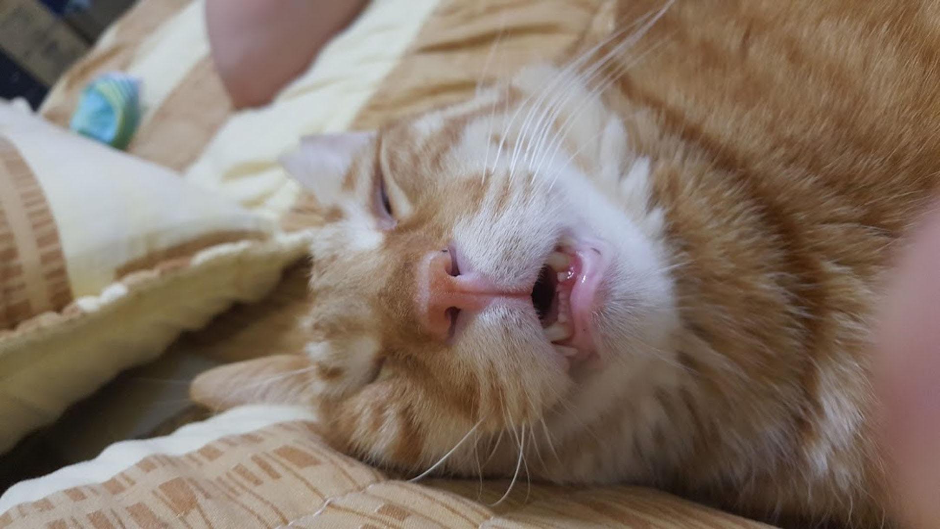 猫咪突然黏人又贪吃？这可能是怀孕信号！