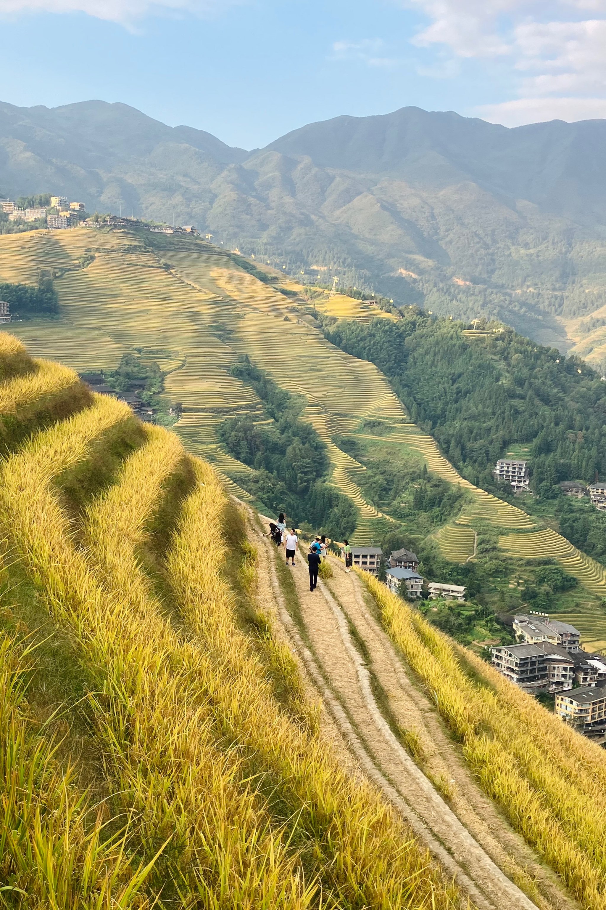 十月底龙脊梯田收割后景色依然迷人，快来感受别样风情