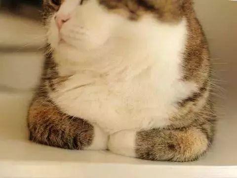 你家猫主子突然揣崽了怎么办？