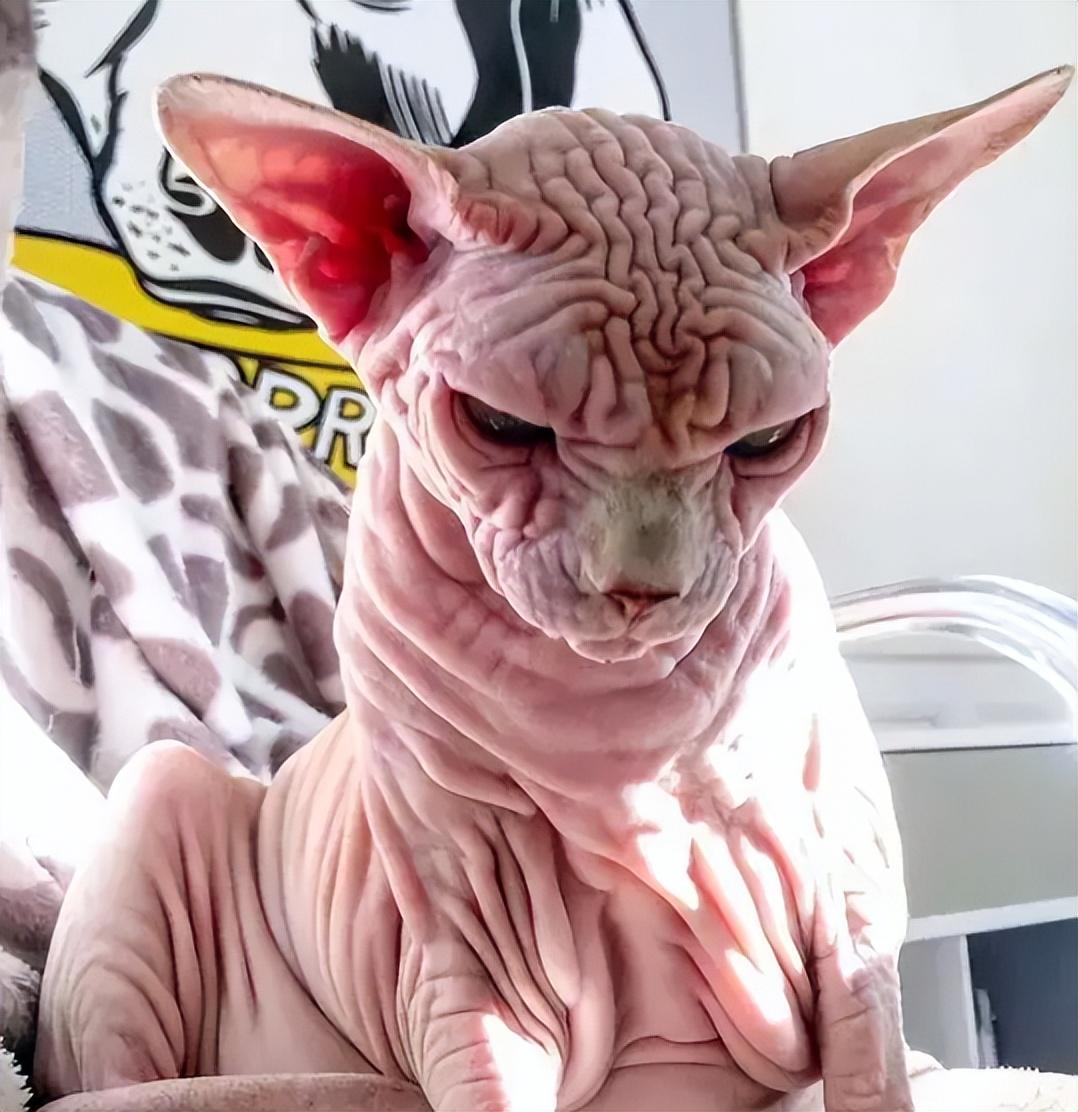 猫咪热到吐舌头还能活蹦乱跳吗？