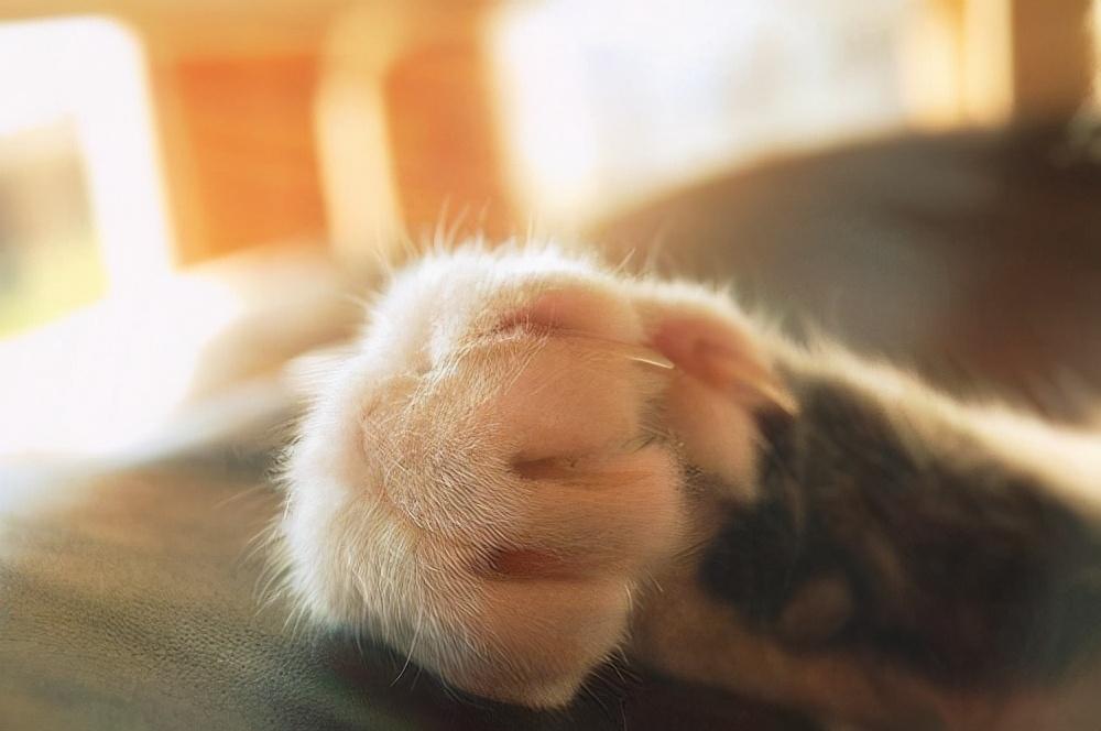 在悉尼混华人圈到底该去哪儿找组织？