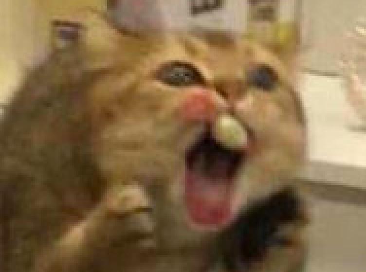 猫咪拉屎总粘屁股怎么办? 猫咪拉屎总粘屁股怎么办?