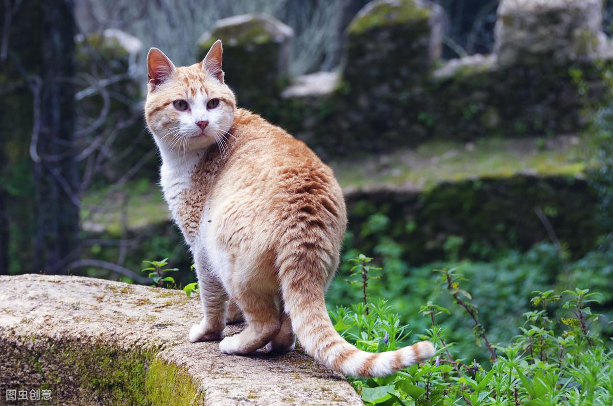 你家猫主子是粘人精还是高冷怪？