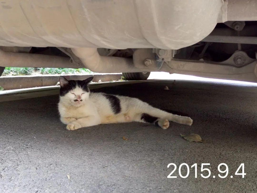 猫咪到底几度会冻到瑟瑟发抖？